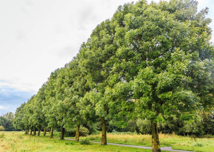 El fresno es un árbol destacado por su valor ecológico y cultural. Pertenece al género Fraxinus y se encuentra en diversas regiones del mundo, siendo especialmente común en Europa y América del Norte.