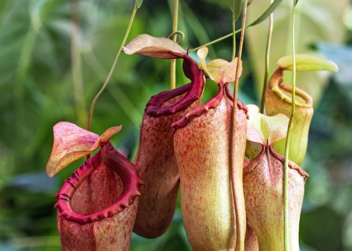 Nepenthes es un género de plantas carnívoras que se caracteriza por su original forma de trampa jarra. Estas plantas se encuentran principalmente en regiones tropicales y han desarrollado adaptaciones singulares para atraer y capturar insectos.