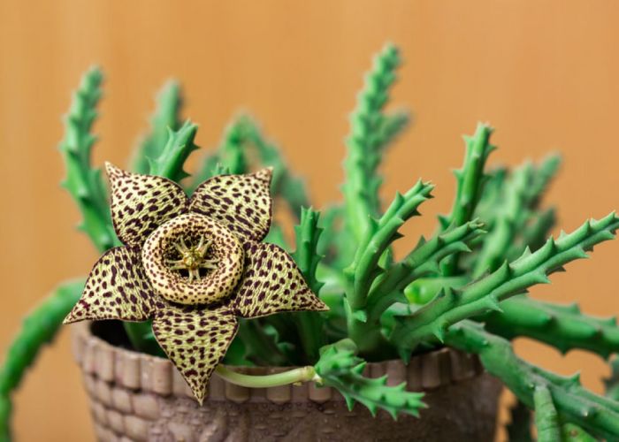 La Orbea variegata, conocida como Flor de lagarto, es una planta suculenta originaria de Sudáfrica. Destaca por su apariencia peculiar y sus floraciones inusuales, que emiten un olor característico para atraer a sus polinizadores. Su cultivo es popular entre aficionados a las suculentas.