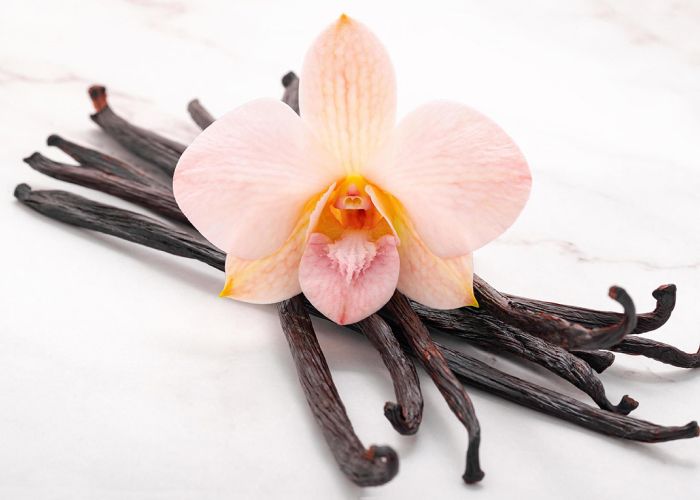 La Vanilla planifolia es una planta epífita conocida por ser la fuente de la vainilla natural. Su crecimiento trepador y sus características hojas carnosas la hacen única entre las orquídeas.