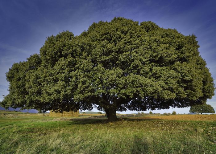 Quercus ilex, conocida como encina, es un árbol característico del paisaje mediterráneo que destaca por su resistencia a condiciones adversas.