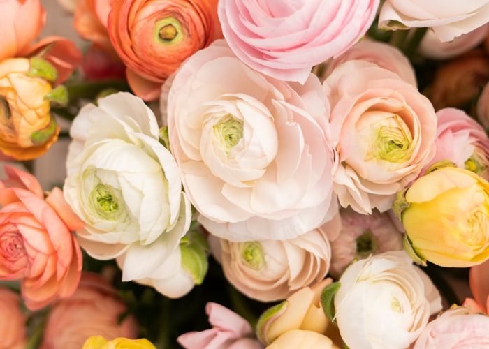 El género Ranunculus comprende una amplia variedad de plantas herbáceas conocidas por sus flores atractivas y su adaptabilidad a diferentes hábitats.